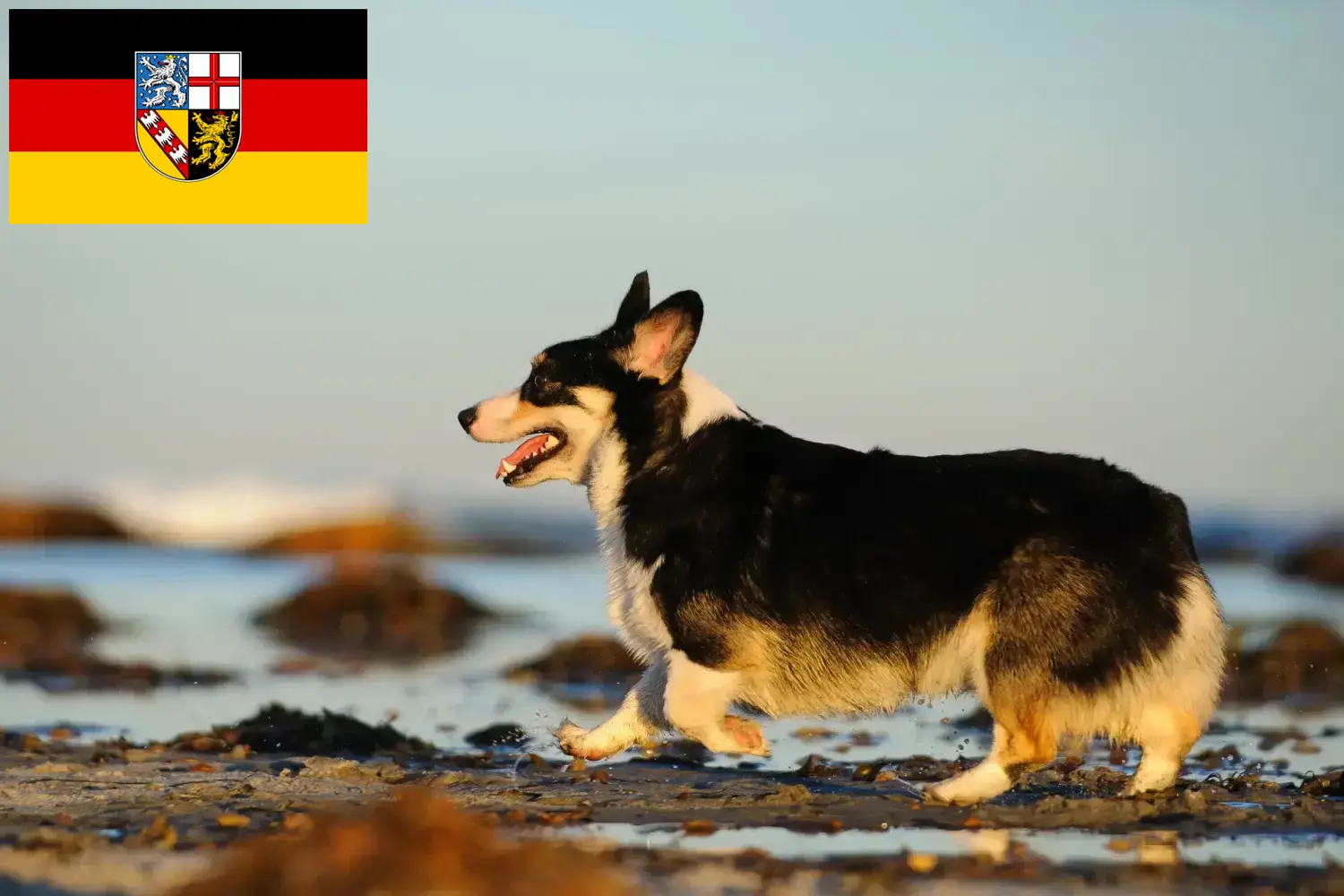 Štěňata velšského corgiho a chovatelé Sársko Zde najdete chovatele velšských corgiů v Sársku.