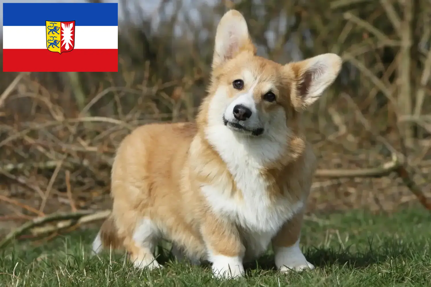Velšský corgi - štěňata a chovatelé Šlesvicko-Holštýnsko Zde najdete chovatele velšských corgiů ve Šlesvicku-Holštýnsku.