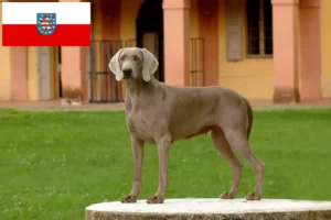 Přečtete si více ze článku Chovatelé výmarských ohařů a štěňat v Durynsku