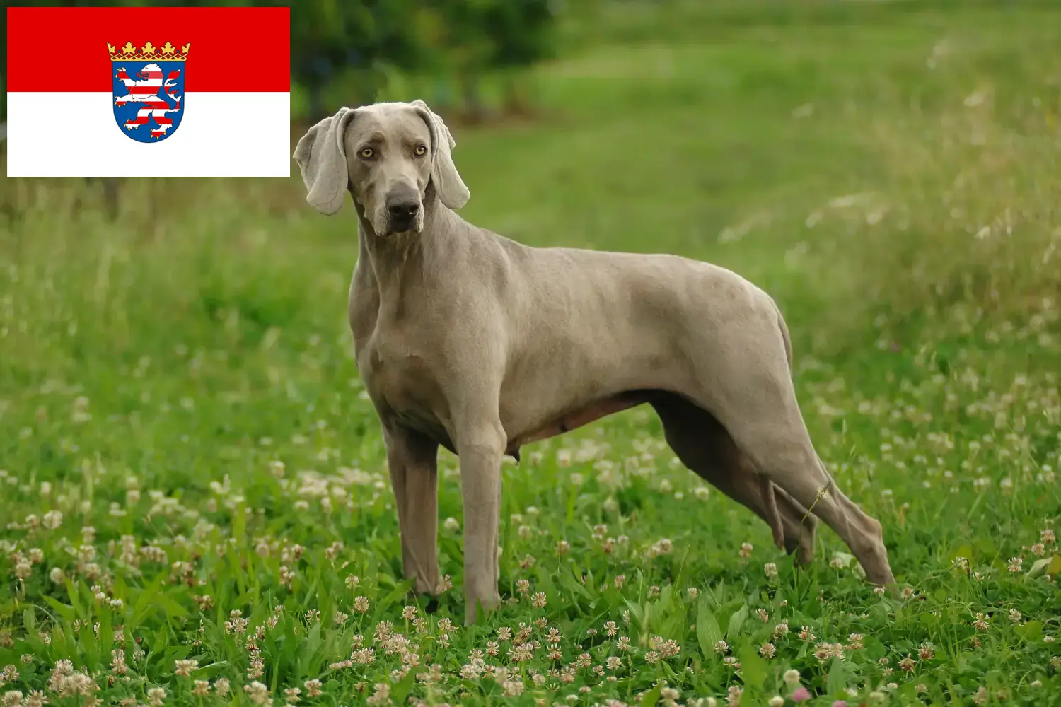 Štěňata a chovatelé výmarských ohařů Hessen Zde najdete chovatele výmarských ohařů v Hesensku.
