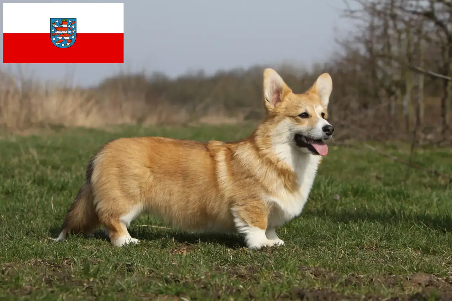 Štěňata a chovatelé velšských corgiů Durynsko Zde najdete chovatele velšských corgiů v Durynsku.