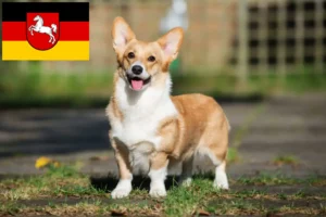 Přečtete si více ze článku Chovatelé velšských corgiů a štěňat v Dolním Sasku