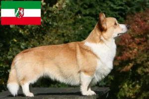 Přečtete si více ze článku Chovatelé velšských corgiů a štěňat v Severním Porýní-Vestfálsku