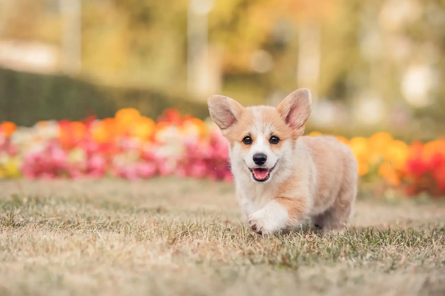 Koupit si štěně velšského corgiho znamená převzít odpovědnost! Prodám štěňata velšského corgiho.