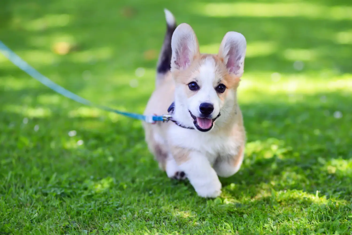 Koupit si štěně velšského corgiho znamená převzít odpovědnost! Prodám štěňata velšského corgiho.