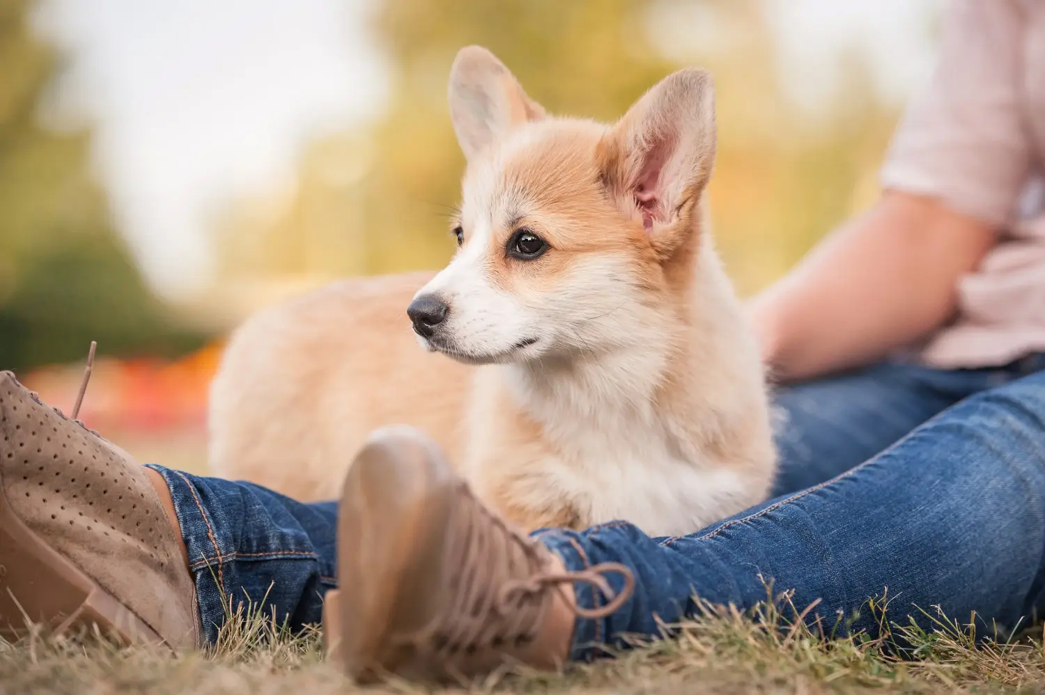 Koupit si štěně velšského corgiho znamená převzít odpovědnost! Prodám štěňata velšského corgiho.