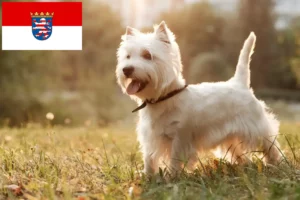 Přečtete si více ze článku Chovatelé westíků a štěňat v Hesensku