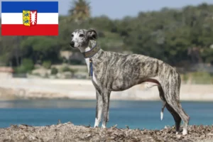 Přečtete si více ze článku Chovatelé vipetů a štěňat ve Šlesvicku-Holštýnsku