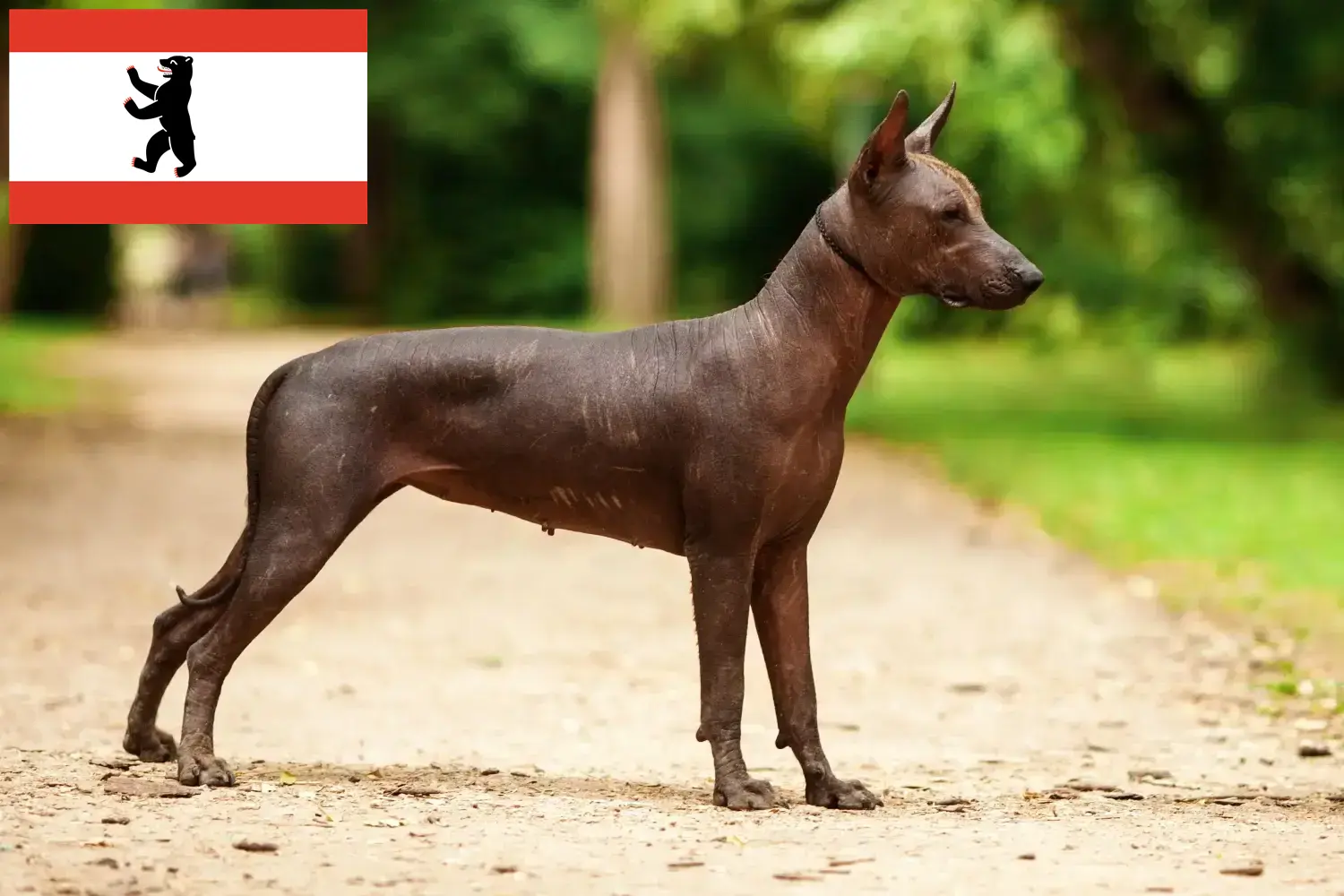 Xolo štěňata a chovatelé Berlín Najděte chovatele Xolos v Berlíně zde.