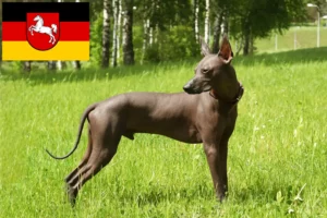 Přečtete si více ze článku Chovatelé a štěňata Xolo v Dolním Sasku