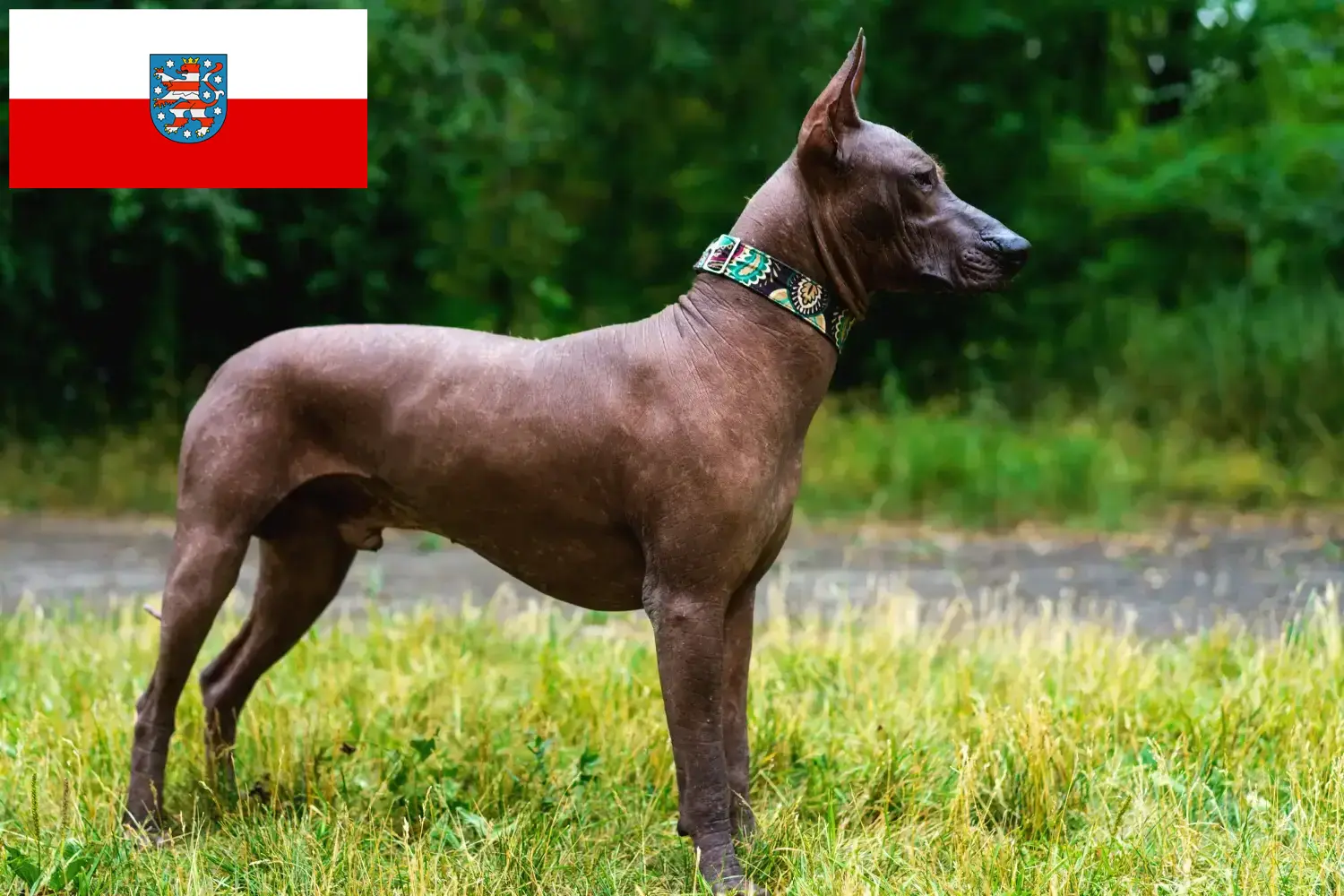 Přečtete si více ze článku Chovatelé a štěňata Xolo v Durynsku