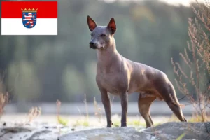 Přečtete si více ze článku Chovatelé a štěňata Xolo v Hesensku