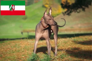 Přečtete si více ze článku Chovatelé a štěňata Xolo v Severním Porýní-Vestfálsku