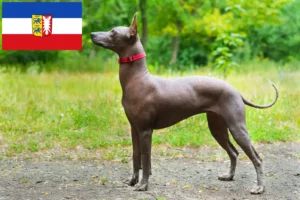 Přečtete si více ze článku Chovatelé a štěňata Xolo ve Šlesvicku-Holštýnsku