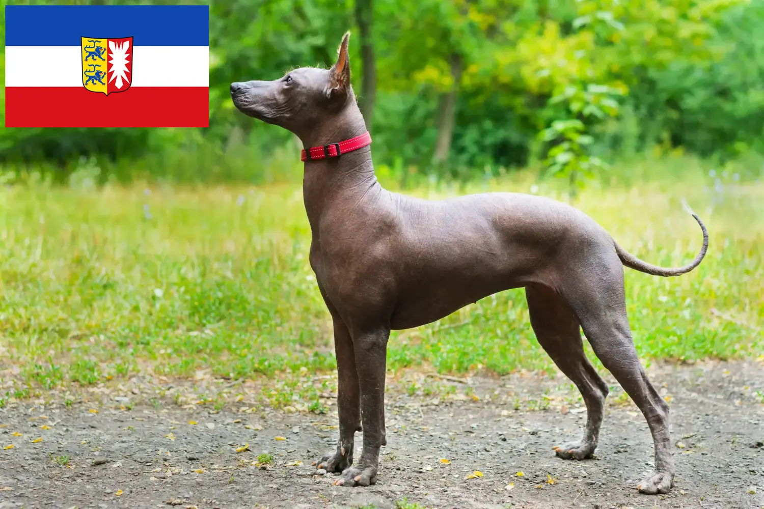 Přečtete si více ze článku Chovatelé a štěňata Xolo ve Šlesvicku-Holštýnsku