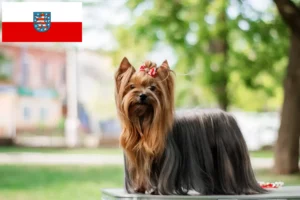 Přečtete si více ze článku Chovatelé jorkšírských teriérů a štěňat v Durynsku