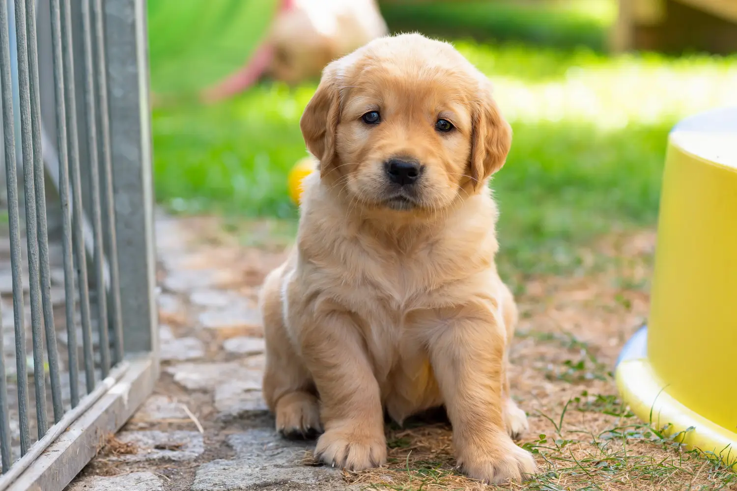 Koupit si štěně zlatého retrívra znamená převzít odpovědnost! Prodám štěňata zlatého retrívra.