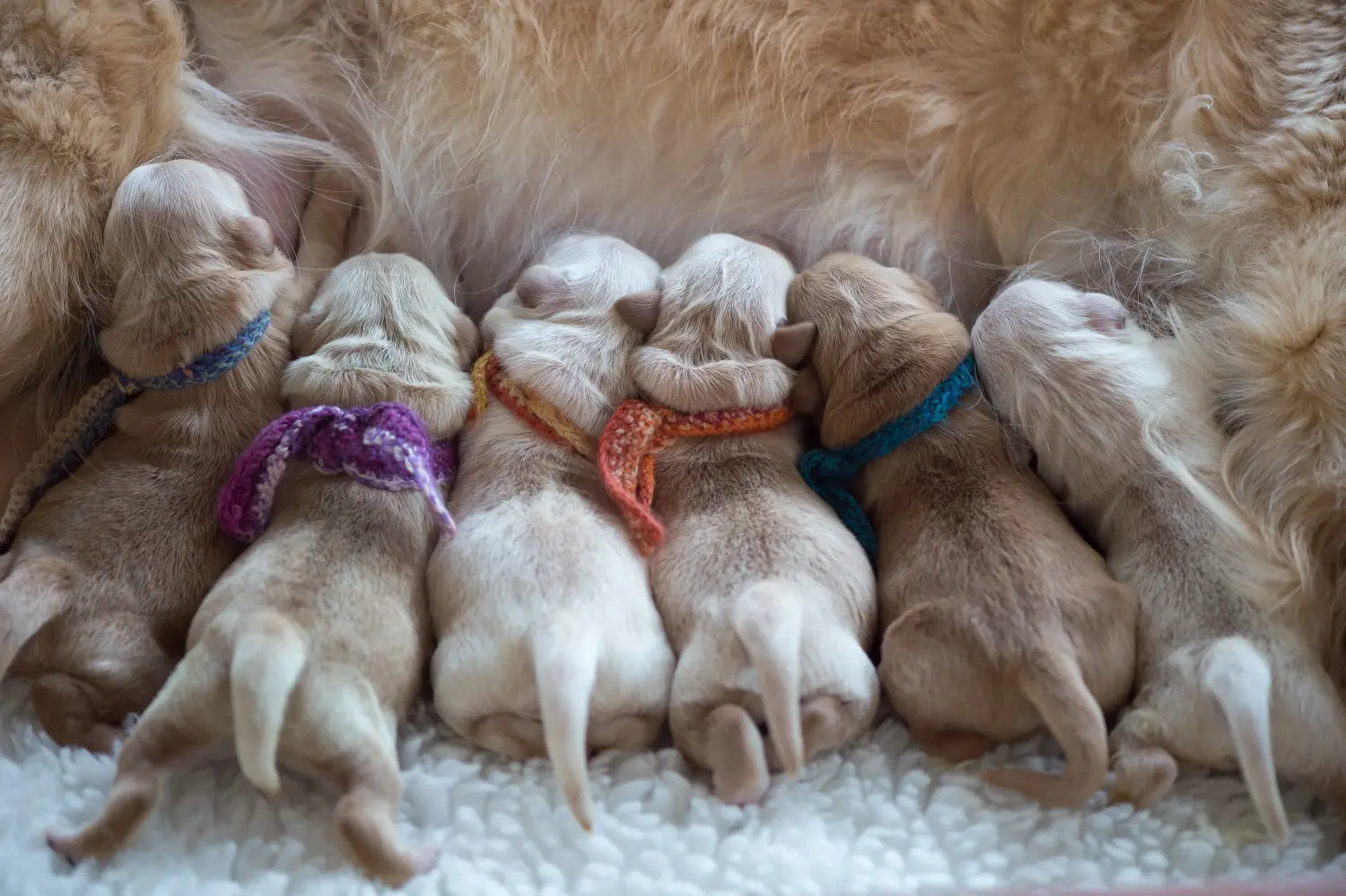 Koupit si štěně zlatého retrívra znamená převzít odpovědnost! Prodám štěňata zlatého retrívra.