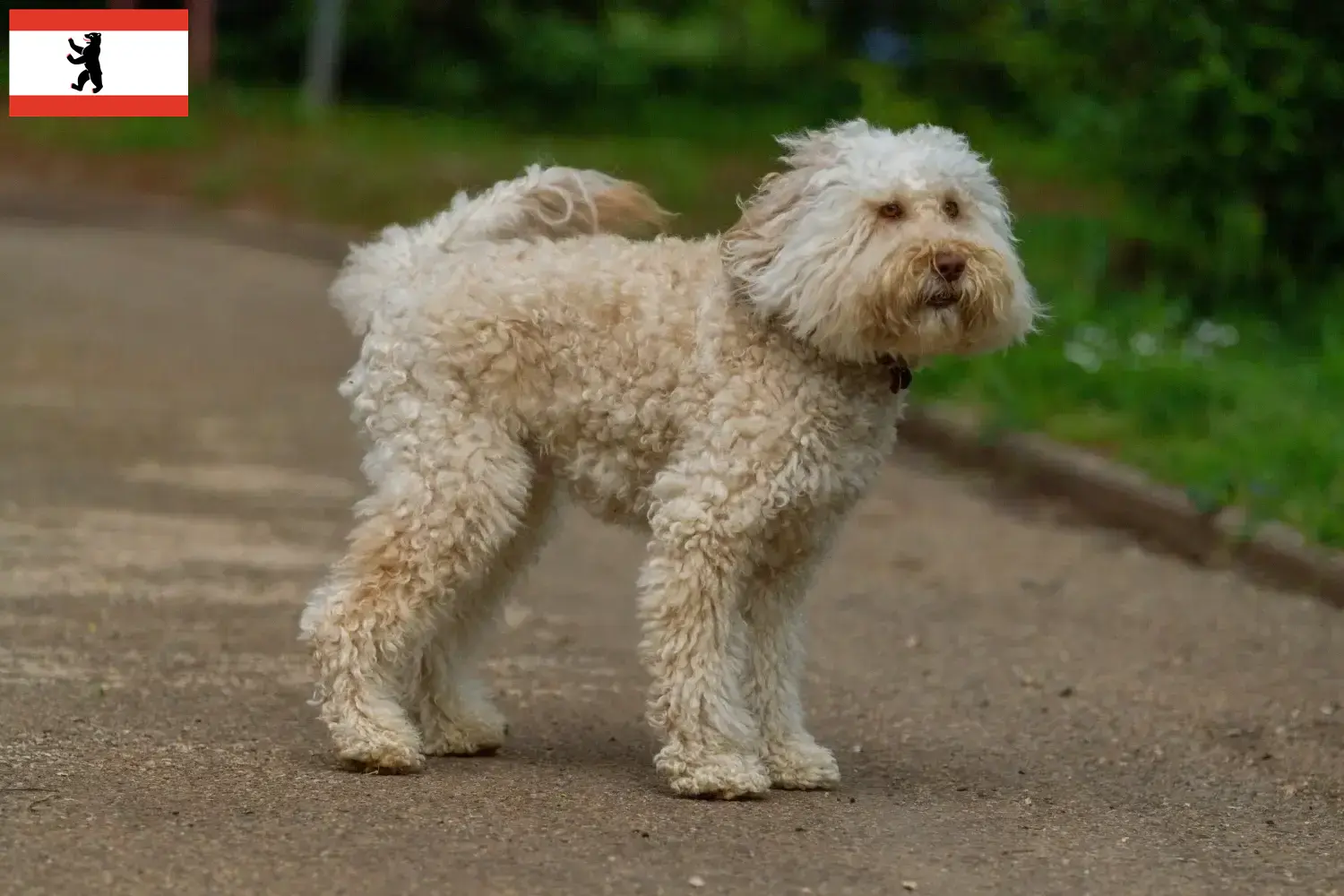 Štěňata a chovatelé australských labradoodlů Berlín Zde najdete chovatele australských labradoodlů v Berlíně.