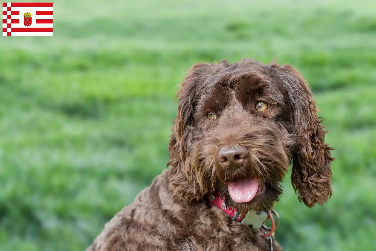 Australský labradoodle štěňata a chovatelé Brémy Zde najdete chovatele australských labradoodlů v Brémách.