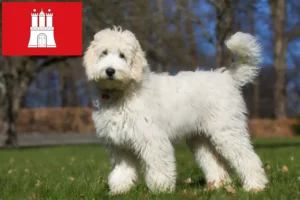 Přečtete si více ze článku Chovatelé australských labradoodlů a štěňat v Hamburku
