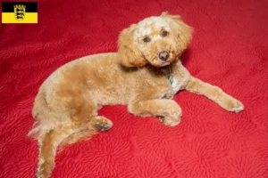 Přečtete si více ze článku Chovatelé australských labradoodlů a štěňat v Bádensku-Württembersku