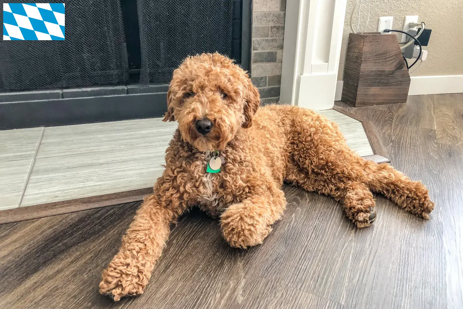 Australský labradoodle štěňata a chovatelé Bavorsko Zde najdete chovatele australských labradoodlů v Bavorsku.