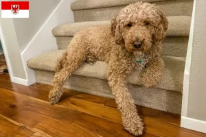 Přečtete si více ze článku Chovatelé australských labradoodlů a štěňat v Brandenburgu