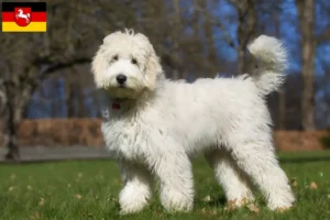 Přečtete si více ze článku Chovatelé australských labradoodlů a štěňat v Dolním Sasku
