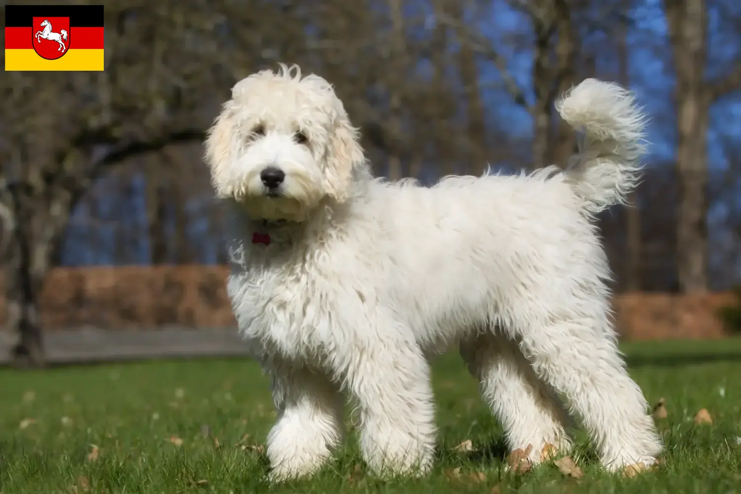 Štěňata australského labradora a chovatelé Dolní Sasko Zde najdete chovatele australských labradoodlů v Dolním Sasku.