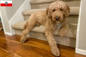 Přečtete si více ze článku Chovatelé australských labradoodlů a štěňat v Durynsku