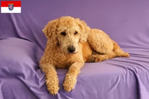 Přečtete si více ze článku Chovatelé australských labradoodlů a štěňat v Hesensku