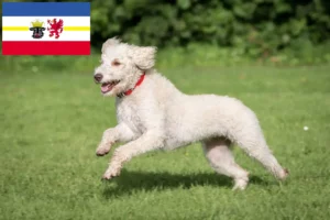 Přečtete si více ze článku Chovatelé australských labradoodlů a štěňat v Meklenbursku-Předním Pomořansku