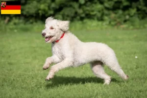 Přečtete si více ze článku Chovatelé australských labradoodlů a štěňat v Porýní-Falci
