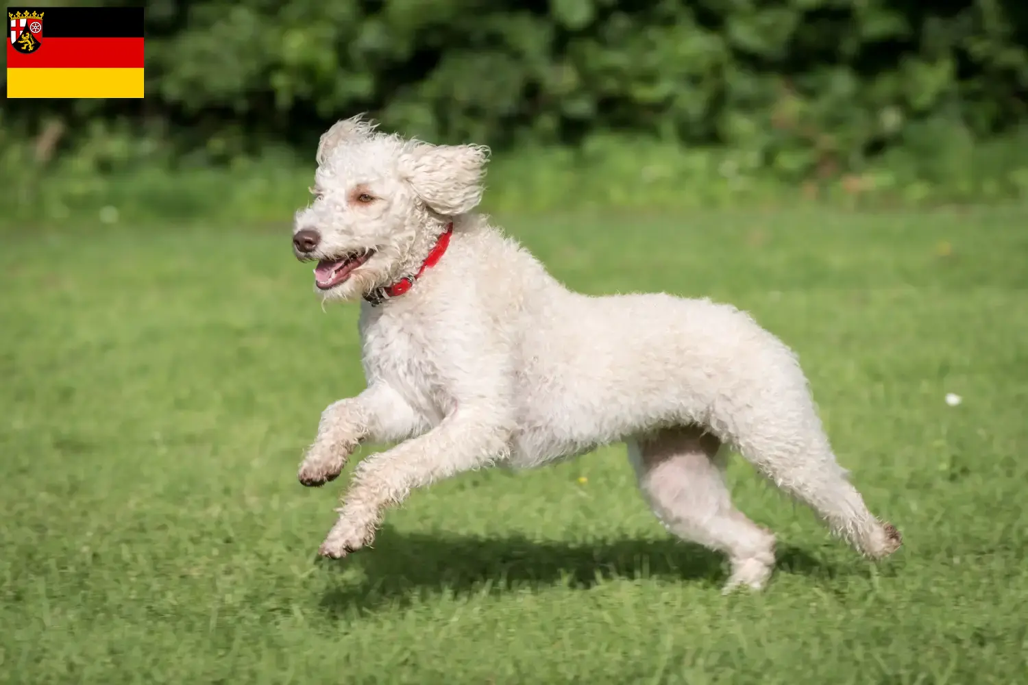 Štěňata australských labradoodlů a chovatelé Porýní-Falc Zde najdete chovatele australských labradoodlů v Porýní-Falci.
