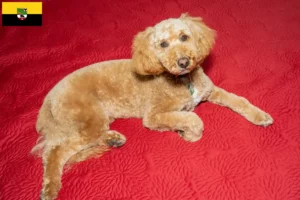 Přečtete si více ze článku Chovatelé australských labradoodlů a štěňat v Sasku-Anhaltsku