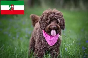 Přečtete si více ze článku Chovatelé australských labradoodlů a štěňat v Severním Porýní-Vestfálsku