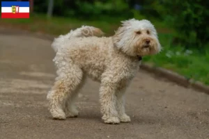 Přečtete si více ze článku Chovatelé australských labradoodlů a štěňat ve Šlesvicku-Holštýnsku