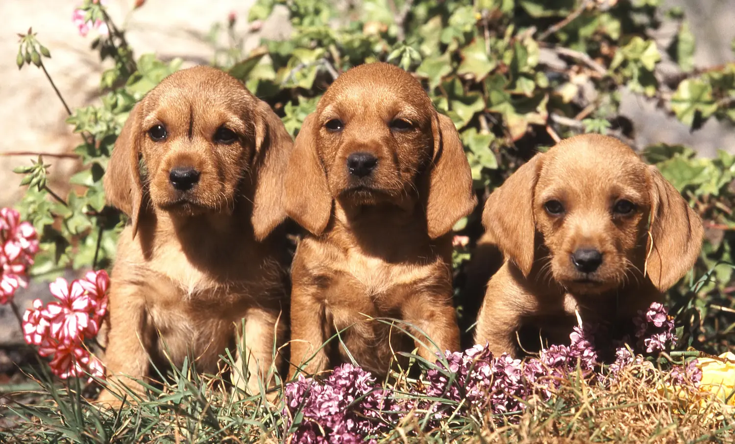 Koupit si štěně basseta fauve de Bretagne znamená převzít odpovědnost! Štěňata basset fauve de Bretagne na prodej.