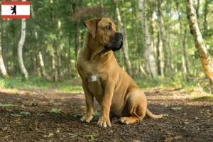 Přečtete si více ze článku Chovatelé boerboelů a štěňat v Berlíně