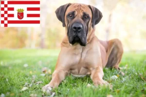 Přečtete si více ze článku Chovatelé boerboelů a štěňat v Brémách
