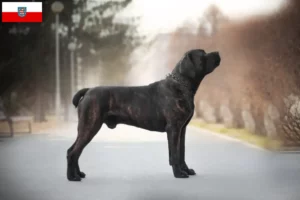 Přečtete si více ze článku Chovatelé boerboelů a štěňat v Durynsku