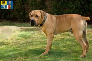 Přečtete si více ze článku Chovatelé boerboelů a štěňat v Moravskoslezském kraji