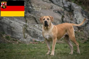 Přečtete si více ze článku Chovatelé boerboelů a štěňat v Porýní-Falci