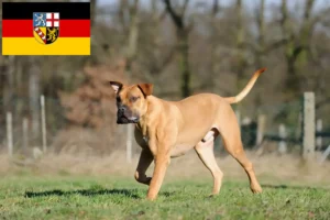 Přečtete si více ze článku Chovatelé boerboelů a štěňat v Sársku