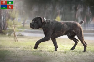 Přečtete si více ze článku Chovatelé boerboelů a štěňat v Ústí