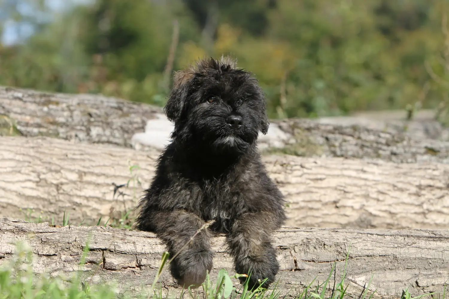 Koupě štěněte bouvier des flandres znamená převzít odpovědnost! Prodám štěňata Bouvier des Flandres.