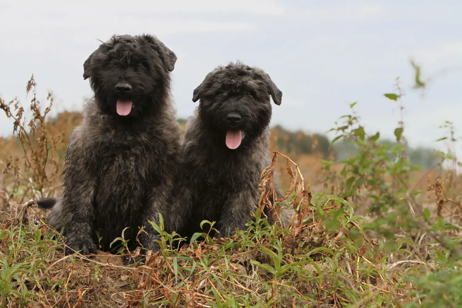 Koupě štěněte bouvier des flandres znamená převzít odpovědnost! Prodám štěňata Bouvier des Flandres.