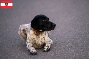 Přečtete si více ze článku Chovatelé a štěňata Braque d’Auvergne v Rakousku