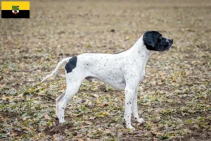 Přečtete si více ze článku Chovatelé a štěňata Braque d’Auvergne v Sasku-Anhaltsku